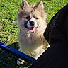 dog, puppy, grass, outdoor, sunlight, happy, tongue_out, fluffy, pet, nature, playful, canine, animal, fence, greenery, young_dog, smiling, summer, daylight, cute