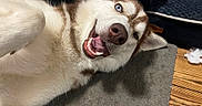 Freya participe au concours pour gagner de l'argent avec cette photo : animal, bed, blue_eyes, canine, carpet, closeup, cute, dog, domestic, fur, happy, husky, indoor, lying_down, pet, playful, resting, smiling, tongue, wooden_floor