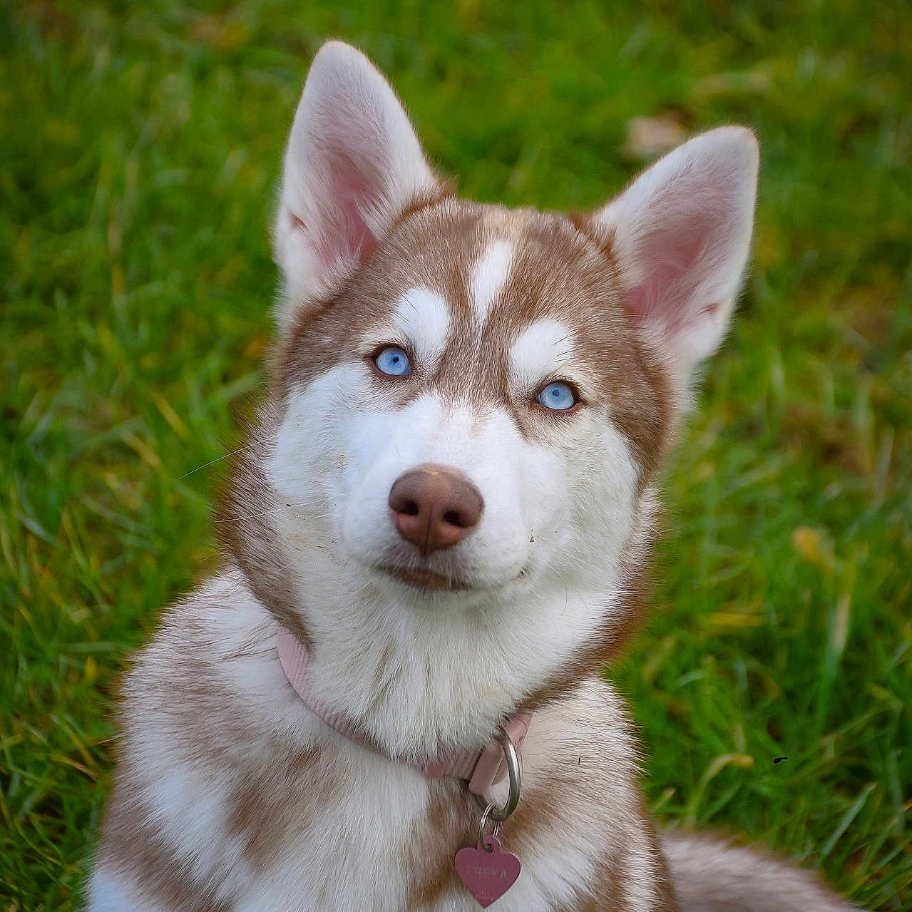 Freya