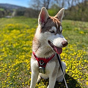 Freya a rejoint le concours — aidez-le/la à gagner de superbes lots ! dog, husky, canine, pet, animal, outdoor, field, flowers, yellow_flowers, grass, leash, harness, tongue_out, sunny, spring, nature, mammal, portrait, sitting, daytime