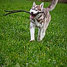 Freya participe au concours pour gagner de l'argent avec cette photo : dog, husky, puppy, grass, field, stick, outdoor, playful, animal, canine, nature, running, happy, fur, tail, ears, mouth, blue_eyes, daylight, greenery