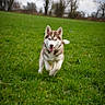 dog, husky, puppy, grass, field, running, outdoor, nature, greenery, canine, playful, animal, ears, tongue, happy, pet, fur, mammal, daytime, sky