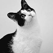 Mélie participe au concours pour gagner de l'argent avec cette photo : animal, black, black_and_white, cat, close_up, curious, cute, domestic_cat, eyes, feline, fur, head_tilt, indoor, looking_up, mammal, pet, portrait, texture, whiskers, white