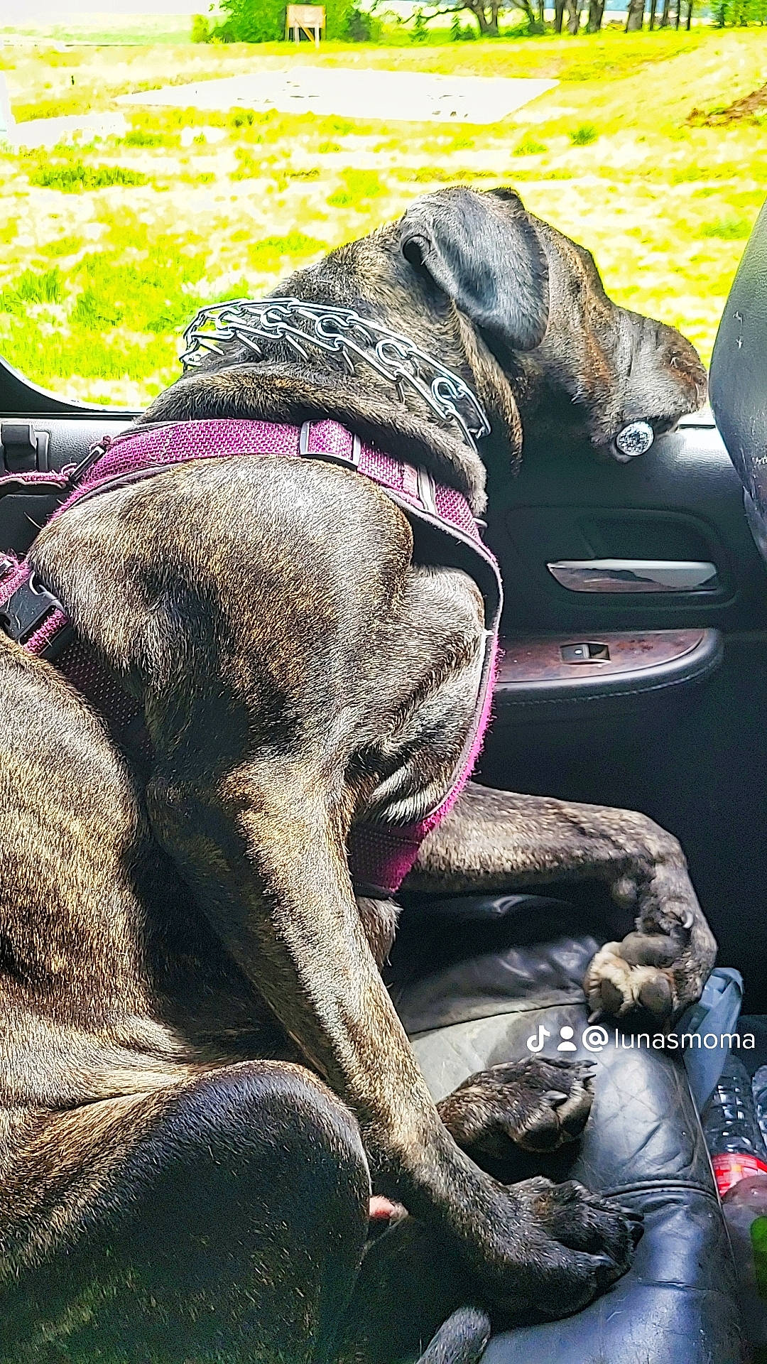 Luna joined the competition — help win amazing prizes! carnivore, collar, dog, dog_breed, dog_collar, dog_supply, fashion_accessory, fawn, gun_dog, leash, liver, magenta, pet_supply, snout, sporting_group, terrestrial_animal, wildlife, working_animal, working_dog, wrinkle