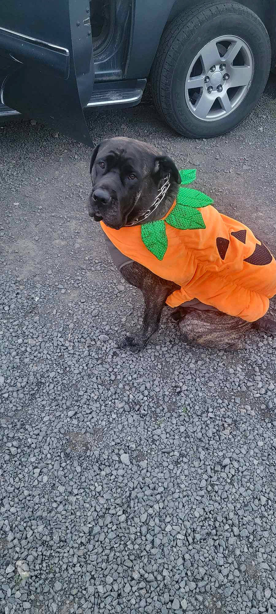 Luna joined the competition — help win amazing prizes! asphalt, automotive_tire, carnivore, collar, companion_dog, dog, dog_breed, dog_clothes, dog_collar, dog_supply, fawn, grey, hubcap, pet_supply, road_surface, snout, tire, tread, wheel, working_animal