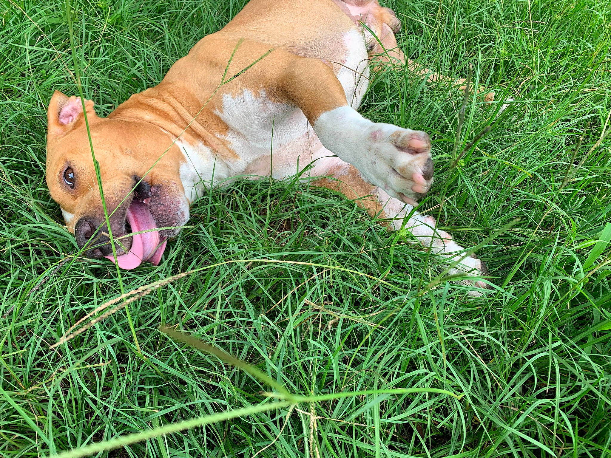 Dragon is registered to the contest to win money with this photo: bulldog, canidae, carnivore, companion_dog, dog, dog_breed, grass, grassland, groundcover, hunting_dog, liver, non_sporting_group, pasture, paw, people_in_nature, plant, sitting, tail, terrestrial_animal, whiskers