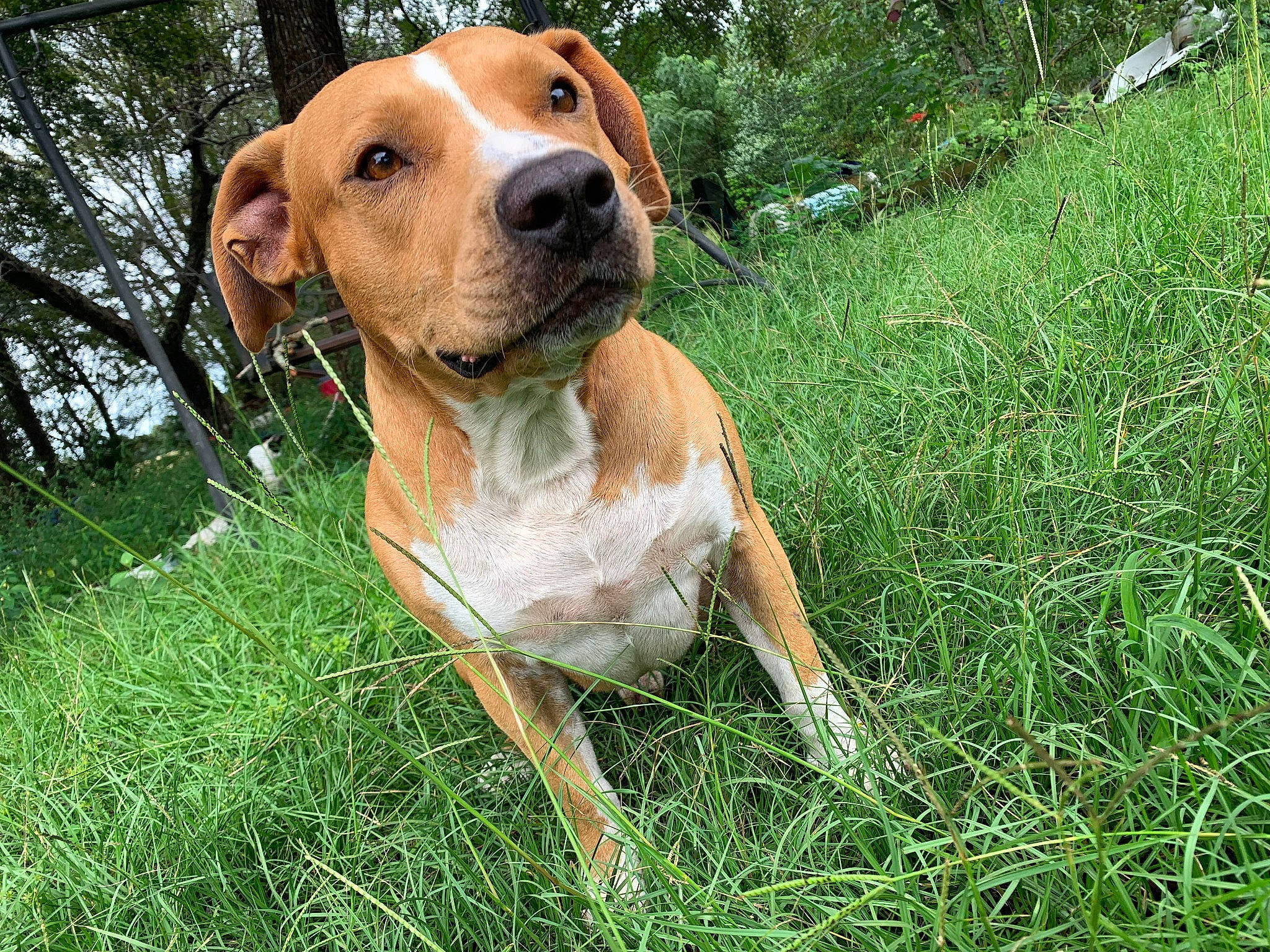 Dragon joined the competition — help win amazing prizes! canidae, carnivore, collar, companion_dog, dog, dog_breed, dog_collar, dog_supply, fawn, grass, gun_dog, hound, liver, pet_supply, plant, sporting_group, tree, whiskers, working_animal, working_dog