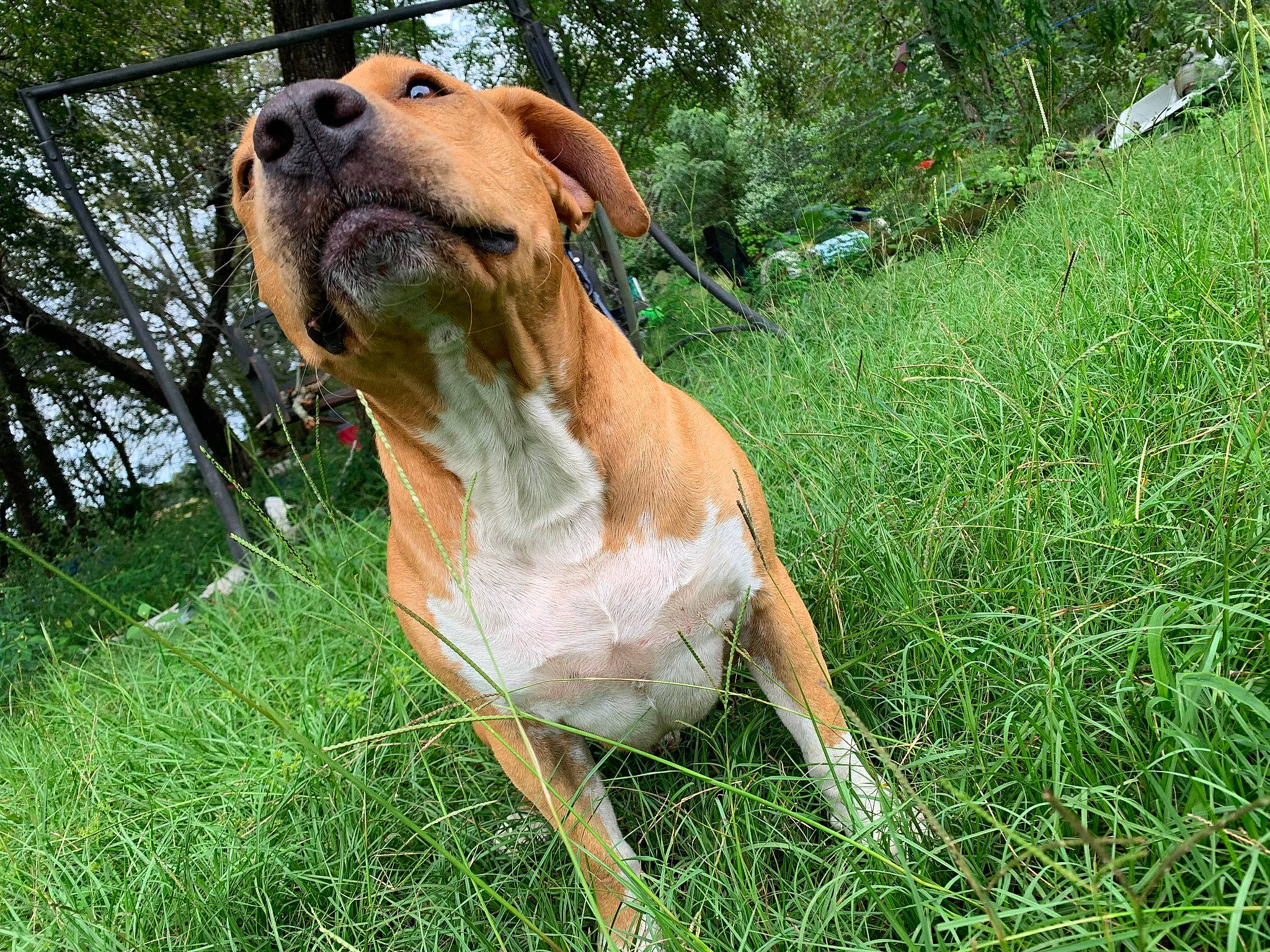 Dragon is registered to the contest to win money with this photo: canidae, carnivore, collar, companion_dog, dog, dog_breed, dog_collar, dog_supply, fawn, grass, hound, liver, pet_supply, plant, snout, sporting_group, terrestrial_animal, whiskers, working_animal, working_dog