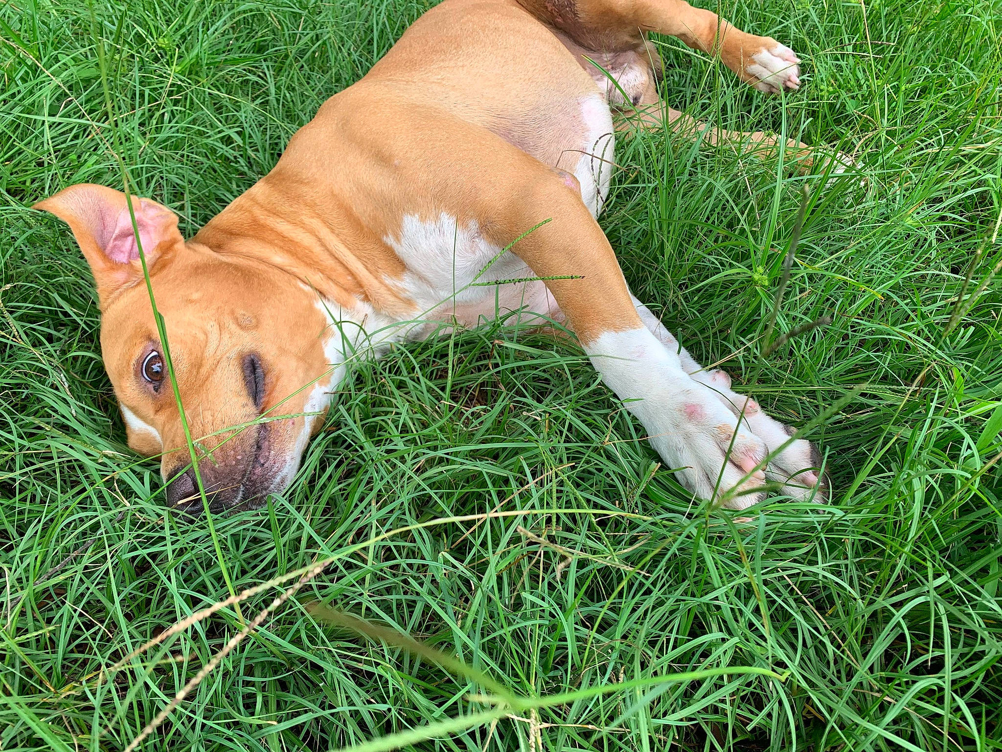 Dragon is registered to the contest to win money with this photo: canidae, carnivore, companion_dog, dog, dog_breed, fawn, grass, grassland, groundcover, liver, paw, people_in_nature, plant, snout, sporting_group, tail, terrestrial_animal, toy, whiskers, working_animal