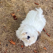 Zeus a rejoint le concours — aidez-le/la à gagner de superbes lots ! dog, white_dog, fluffy, dry_grass, leaves, outdoor, pet, small_dog, curious, animal, nature, fall, brown, fur, canine, grass, looking_up, single_animal, daylight, ground