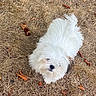 dog, white_dog, fluffy, dry_grass, leaves, outdoor, pet, small_dog, curious, animal, nature, fall, brown, fur, canine, grass, looking_up, single_animal, daylight, ground