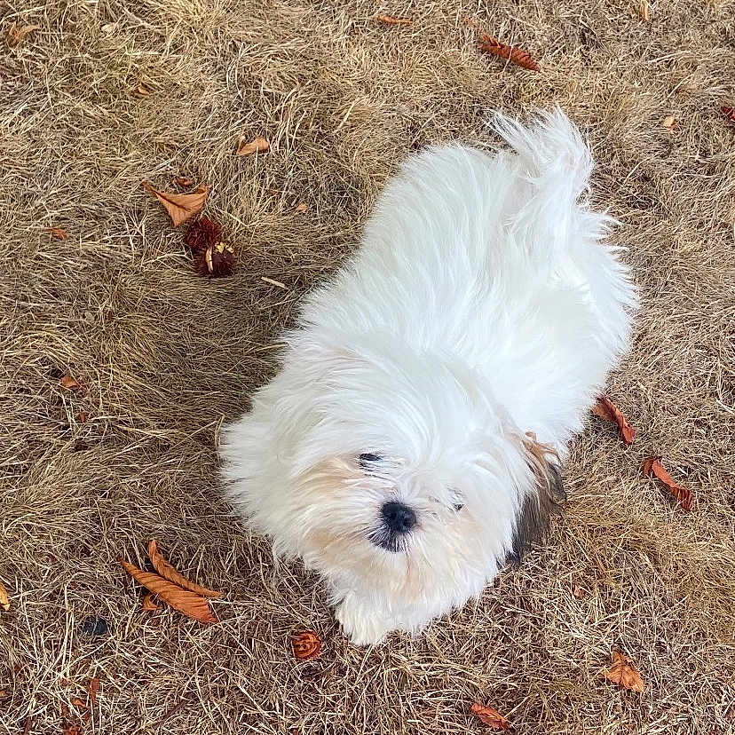 Zeus a rejoint le concours — aidez-le/la à gagner de superbes lots ! dog, white_dog, fluffy, dry_grass, leaves, outdoor, pet, small_dog, curious, animal, nature, fall, brown, fur, canine, grass, looking_up, single_animal, daylight, ground