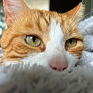 Garfield participe au concours pour gagner de l'argent avec cette photo : cat, orange_cat, close_up, sleepy, whiskers, green_eyes, pink_nose, furry, pet, animal, indoor, blanket, soft_texture, fur, cute, relaxed, face, domestic_cat, cozy