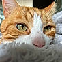 cat, orange_cat, close_up, sleepy, whiskers, green_eyes, pink_nose, furry, pet, animal, indoor, blanket, soft_texture, fur, cute, relaxed, face, domestic_cat, cozy