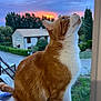 cat, ginger_cat, white_fur, windowsill, sunset, sky, clouds, house, suburban, trees, outdoor, window, pet, animal, fur, curious, sitting, nature, evening, colorful_sky