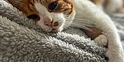 Garfield participe au concours pour gagner de l'argent avec cette photo : cat, orange_and_white_cat, lying_down, blanket, soft_texture, cozy, indoor, relaxed, pet, feline, whiskers, sleepy, close_up, fur, paw, resting, comfort, domestic_animal, cute, warm_lighting