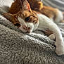 cat, orange_and_white_cat, lying_down, blanket, soft_texture, cozy, indoor, relaxed, pet, feline, whiskers, sleepy, close_up, fur, paw, resting, comfort, domestic_animal, cute, warm_lighting