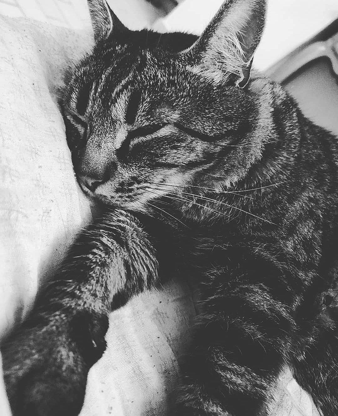 Mystik a rejoint le concours — aidez-le/la à gagner de superbes lots ! black_and_white, black_cat, carnivore, cat, claw, domestic_short_haired_cat, felidae, fur, grey, monochrome, monochrome_photography, paw, small_to_medium_sized_cats, snout, stock_photography, style, tail, terrestrial_animal, tree, whiskers