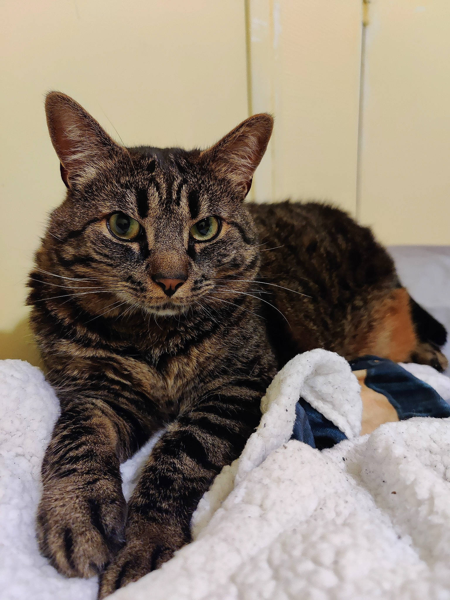 Mystik a rejoint le concours — aidez-le/la à gagner de superbes lots ! carnivore, cat, claw, comfort, domestic_short_haired_cat, eye, felidae, fur, nap, paw, sitting, small_to_medium_sized_cats, snout, snow, tail, terrestrial_animal, whiskers