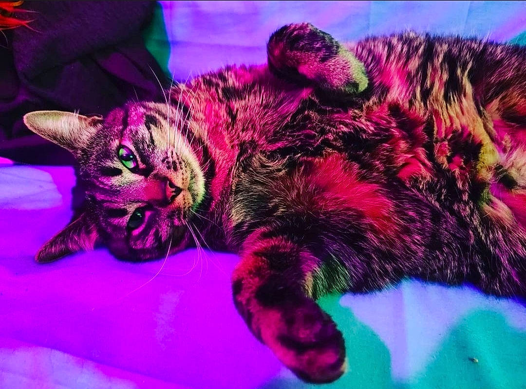 Mystik participe au concours pour gagner de l'argent avec cette photo : carnivore, cat, claw, comfort, domestic_short_haired_cat, event, felidae, fur, magenta, mammal, organism, paw, pink, plant, purple, small_to_medium_sized_cats, snout, tail, whiskers, wildlife