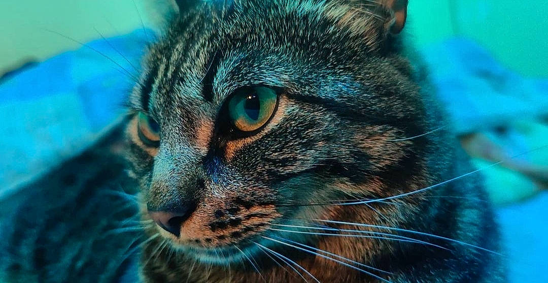 Mystik a rejoint le concours — aidez-le/la à gagner de superbes lots ! carnivore, cat, domestic_short_haired_cat, electric_blue, felidae, fur, grass, iris, macro_photography, photography, small_to_medium_sized_cats, snout, terrestrial_animal, whiskers, wildlife, window