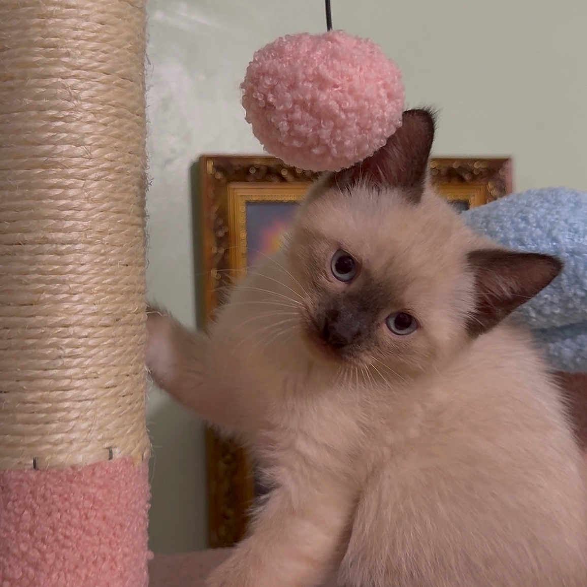 Chumchum is registered to the contest to win money with this photo: abyssinian, angora, animal, canine, cat, dog, hardwood, homedecor, kitten, manx, pet, siamese, toy, wood