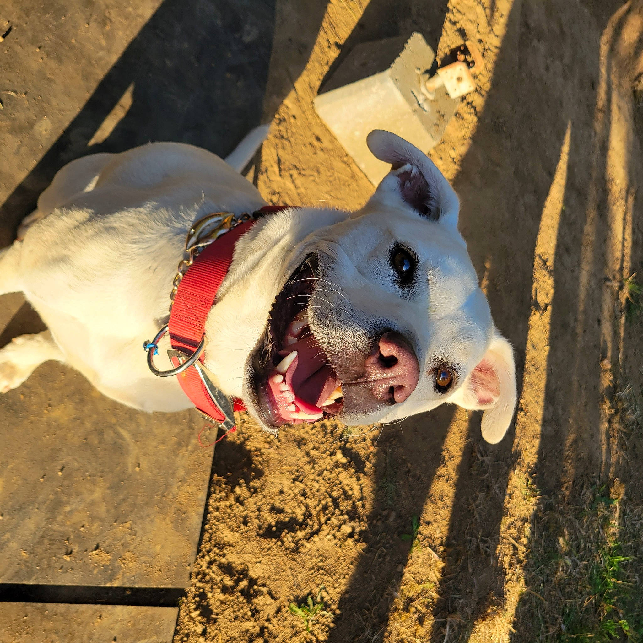 Butter is registered to the contest to win money with this photo: bull_terrier, carnivore, collar, companion_dog, dog, dog_breed, dog_collar, dog_supply, fang, fawn, jaw, mammal, personal_protective_equipment, pet_supply, snout, sporting_group, terrestrial_animal, vertebrate, whiskers, working_animal