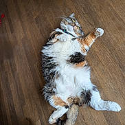 Joycie Lynn joined the competition — help win amazing prizes! animal, calico, cat, collar, cute, domestic_animal, fluffy, fur, indoor, lying_down, mammal, paw, pet, playful, relaxed, resting, tail, whiskers, wooden_floor, yellow_eyes