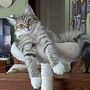 Whiskey joined the competition — help win amazing prizes! cat, tabby, feline, pet, cat_tree, indoor, living_room, furniture, relaxed, fluffy, paw, ears, whiskers, portrait, home_decor, wood, wall_art, cozy, animal, cute