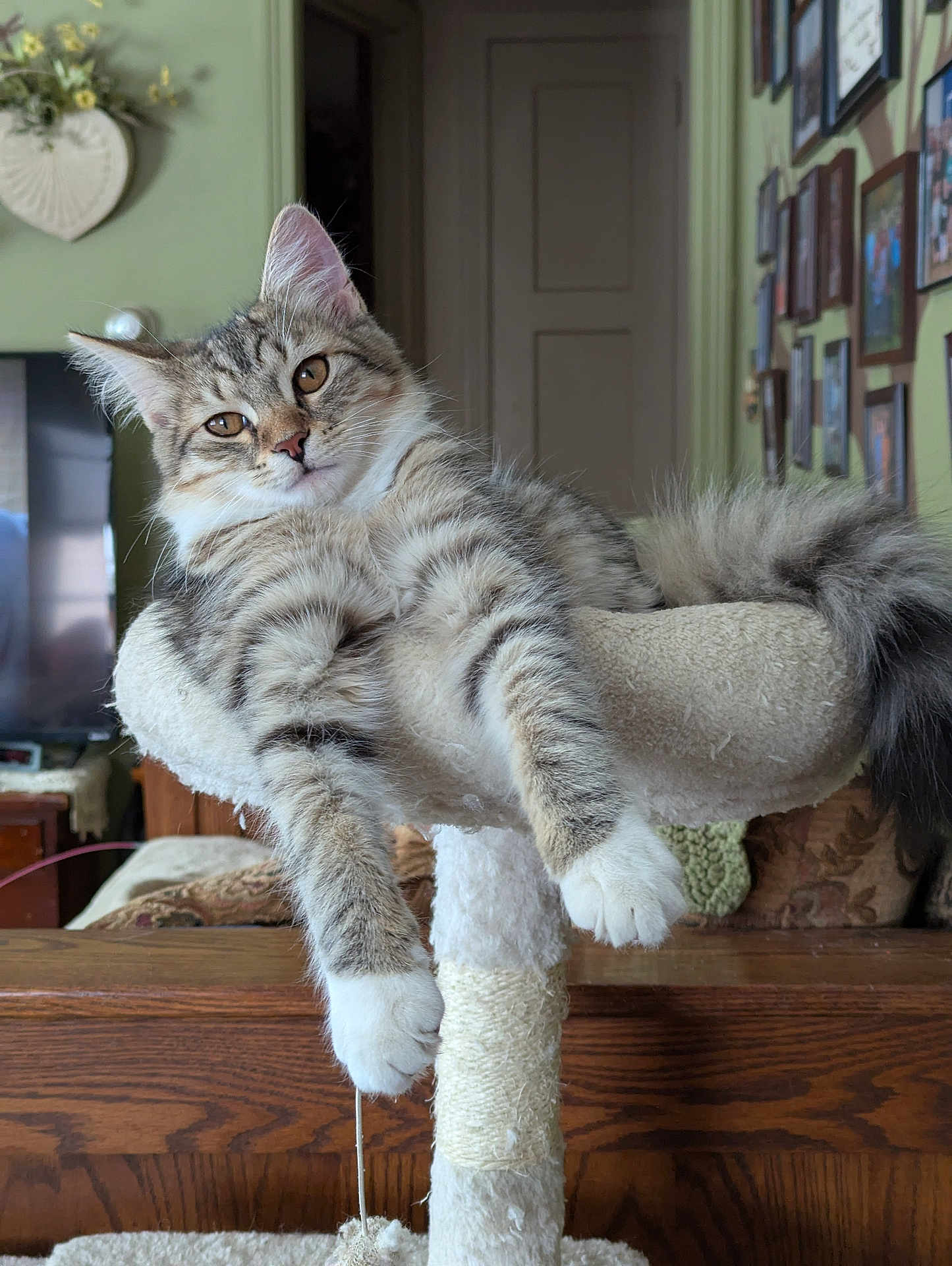 Whiskey joined the competition — help win amazing prizes! cat, tabby, feline, pet, cat_tree, indoor, living_room, furniture, relaxed, fluffy, paw, ears, whiskers, portrait, home_decor, wood, wall_art, cozy, animal, cute