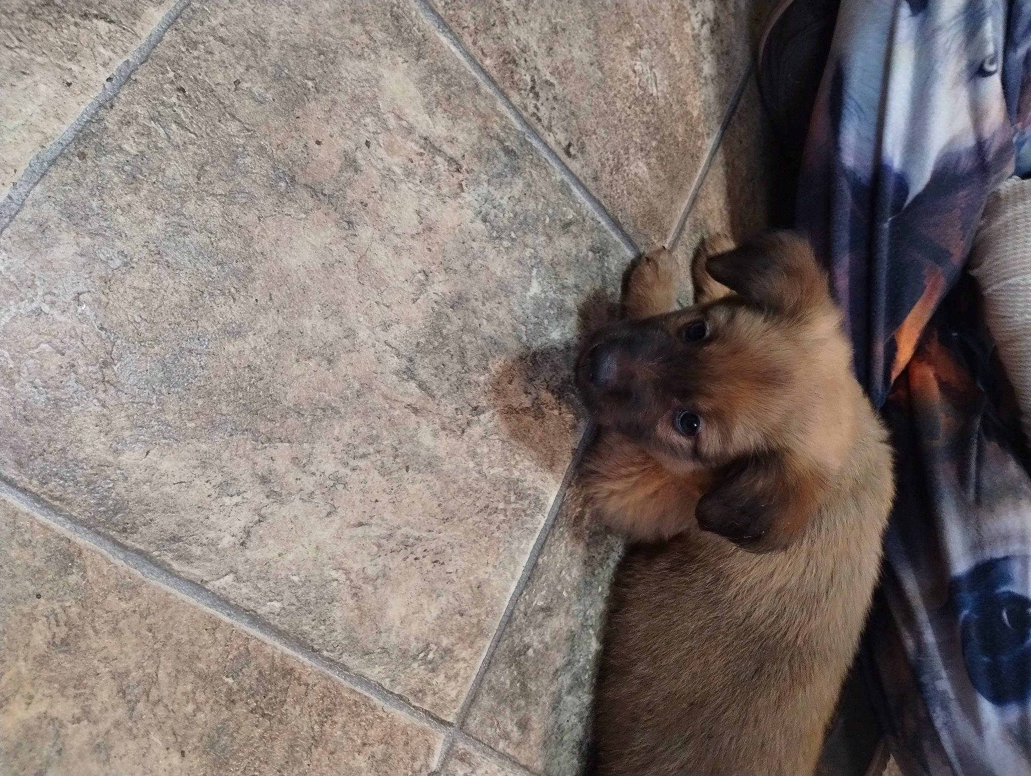 Max is registered to the contest to win money with this photo: canidae, carnivore, claw, companion_dog, concrete, dog, dog_breed, fawn, felidae, flooring, fur, road_surface, small_to_medium_sized_cats, snout, sporting_group, street_dog, terrestrial_animal, whiskers, wildlife, wood