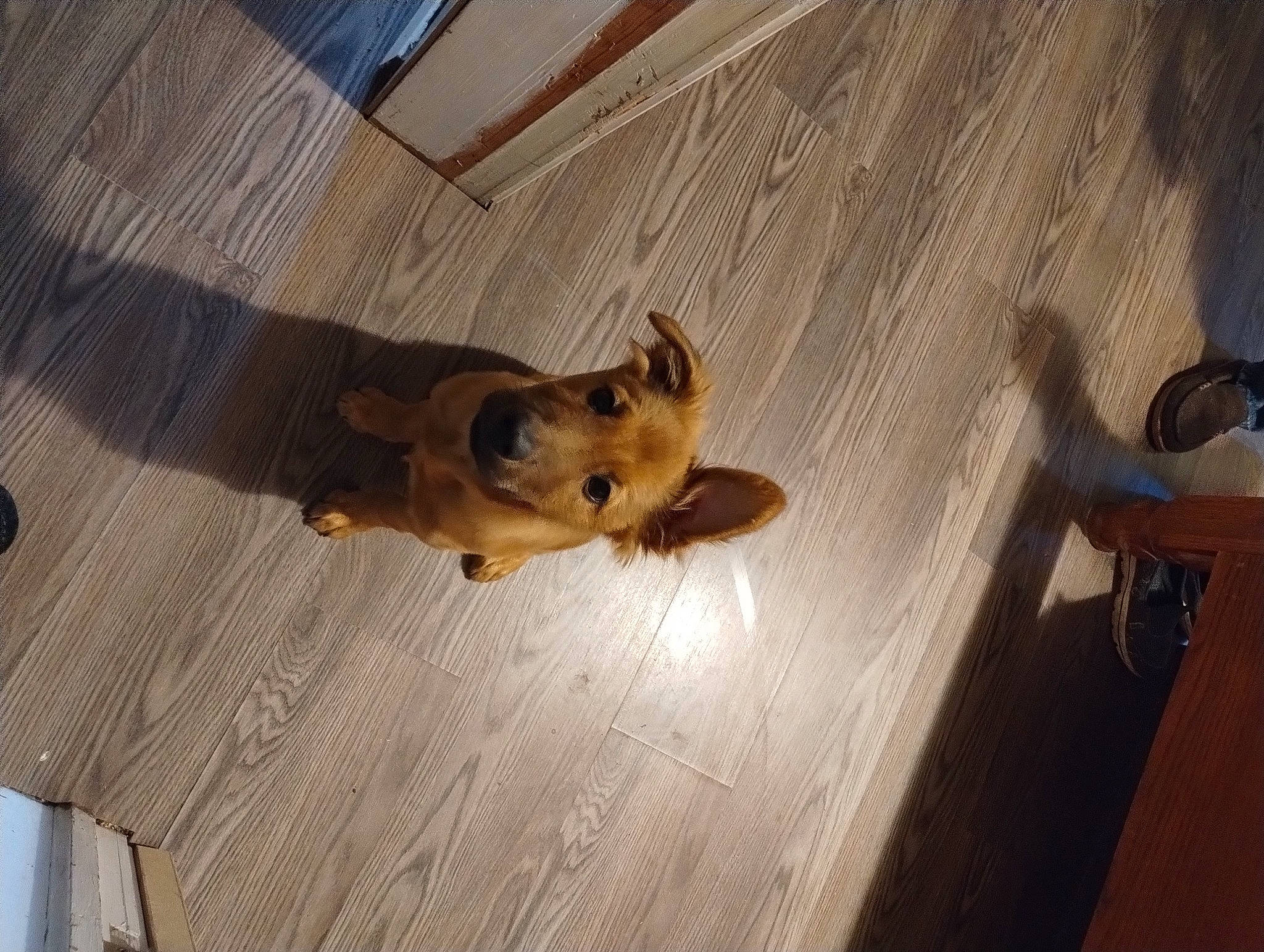 Max is registered to the contest to win money with this photo: canidae, carnivore, companion_dog, dog, dog_breed, dog_supply, fawn, floor, flooring, fur, hardwood, paw, snout, sporting_group, tail, toy_dog, whiskers, wood, wood_stain, working_animal