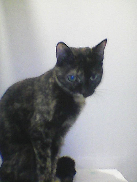 Roxy participe au concours pour gagner de l'argent avec cette photo : black_cat, bombay, carnivore, cat, cat_furniture, claw, domestic_short_haired_cat, ear, felidae, fur, iris, paw, small_to_medium_sized_cats, snout, tail, terrestrial_animal, whiskers