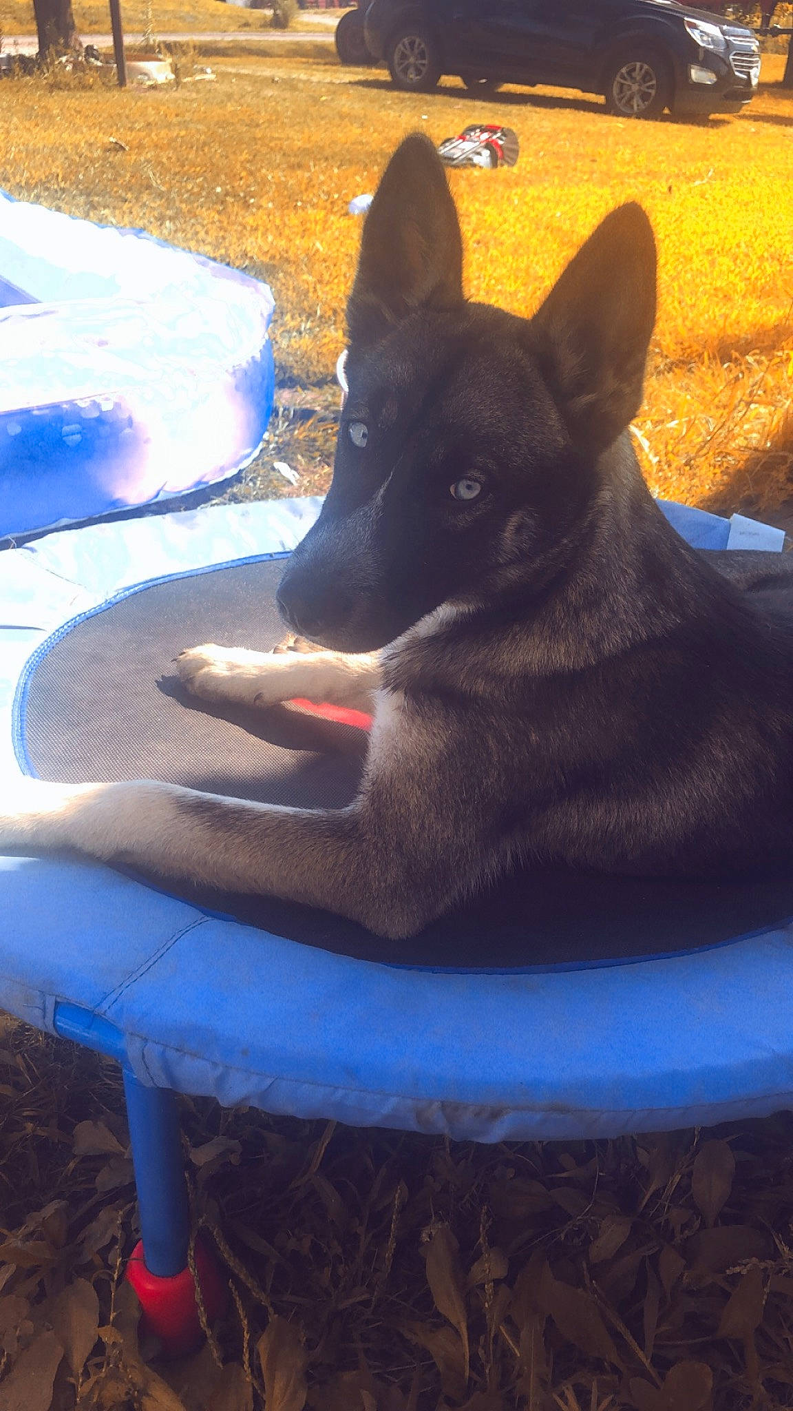 Dexter is registered to the contest to win money with this photo: canidae, carmine, carnivore, companion_dog, dog, dog_breed, dog_supply, electric_blue, fawn, foot, herding_dog, light, paw, sitting, snout, sporting_group, tail, tints_and_shades, working_animal, working_dog