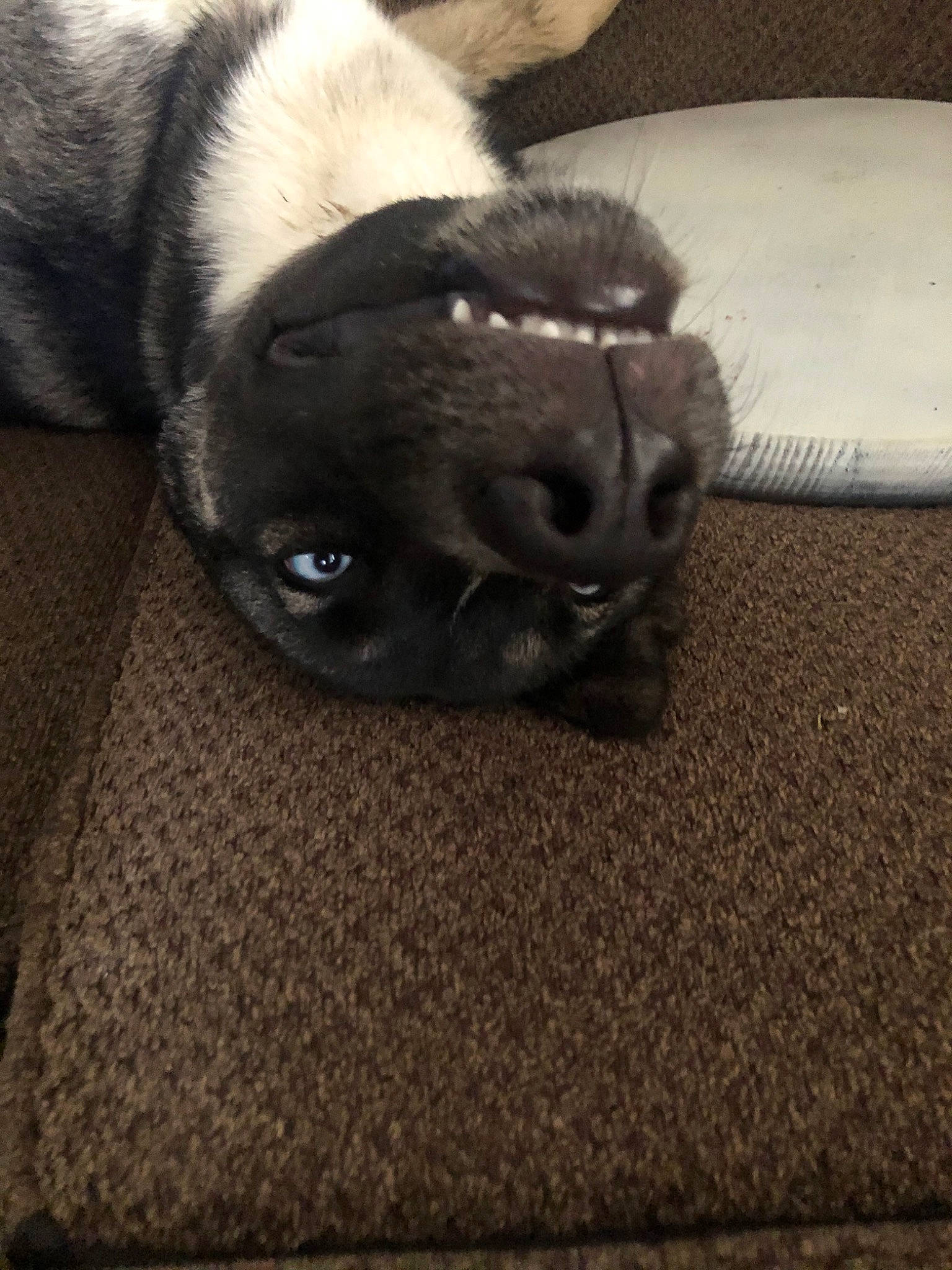 Dexter is registered to the contest to win money with this photo: canidae, carnivore, comfort, companion_dog, dog, dog_breed, ear, fawn, flooring, fur, grey, hardwood, pug, snout, sporting_group, tail, terrestrial_animal, whiskers, working_animal, wrinkle