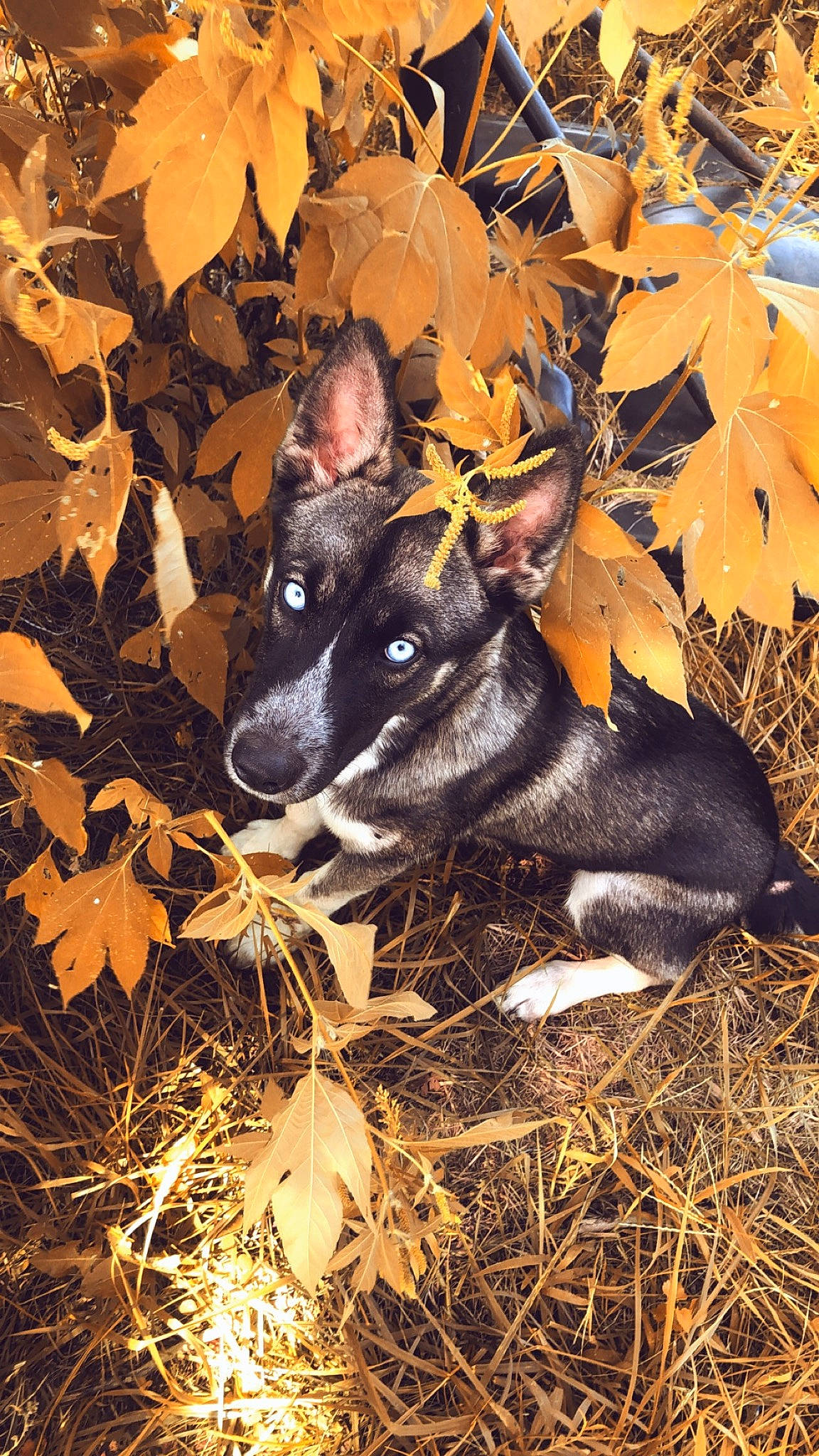 Dexter joined the competition — help win amazing prizes! canidae, carmine, carnivore, companion_dog, deciduous, dog, dog_breed, eye, fawn, fur, grass, nature, plant, snout, sporting_group, terrestrial_animal, tints_and_shades, twig, whiskers, working_animal