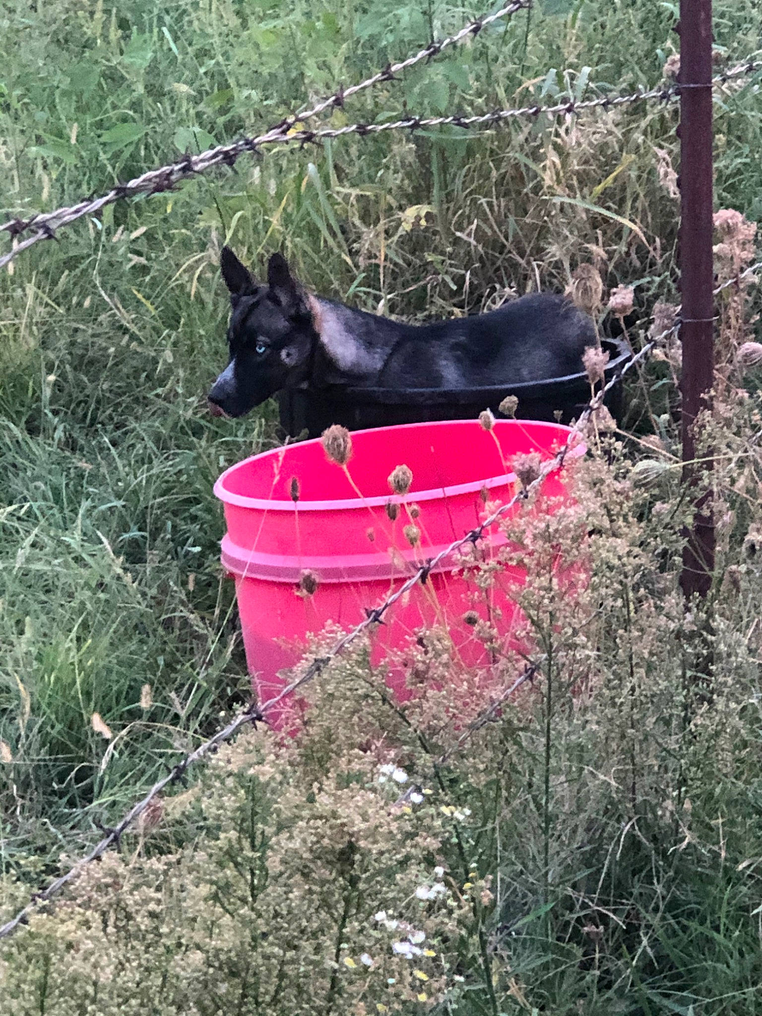 Dexter joined the competition — help win amazing prizes! biome, carmine, carnivore, dog_breed, felidae, grass, groundcover, landscape, plant, plant_community, shrub, small_to_medium_sized_cats, tail, terrestrial_animal, tints_and_shades, tree, trunk, twig, vegetation, wood