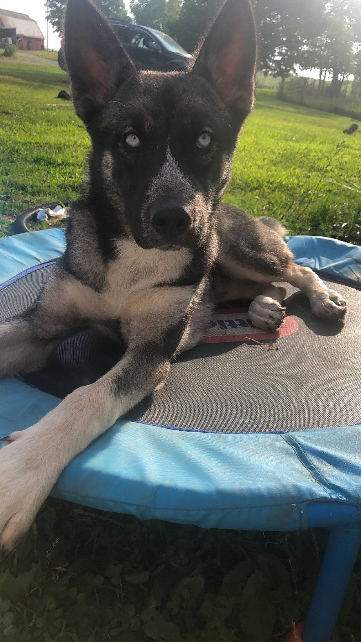 Dexter is registered to the contest to win money with this photo: canidae, carnivore, collar, companion_dog, dog, dog_breed, ear, fawn, fur, gesture, grass, mammal, plant, snout, sporting_group, toy_dog, tree, vehicle, vertebrate, working_animal