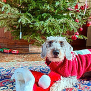 Violette participe au concours pour gagner de l'argent avec cette photo : animal, christmas, christmas_tree, cozy, cute, decorations, dog, festive, floor, holiday, indoor, ornaments, pet, pine_tree, red_sweater, rug, santa_hat, seasonal, toy_train, wood_floor