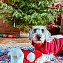animal, christmas, christmas_tree, cozy, cute, decorations, dog, festive, floor, holiday, indoor, ornaments, pet, pine_tree, red_sweater, rug, santa_hat, seasonal, toy_train, wood_floor