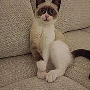 Sonmul a rejoint le concours — aidez-le/la à gagner de superbes lots ! cat, kitten, siamese, pet, animal, feline, couch, indoor, texture, beige, cute, wide_eyes, paw, tail, fur, sitting, looking, curious, playful, young