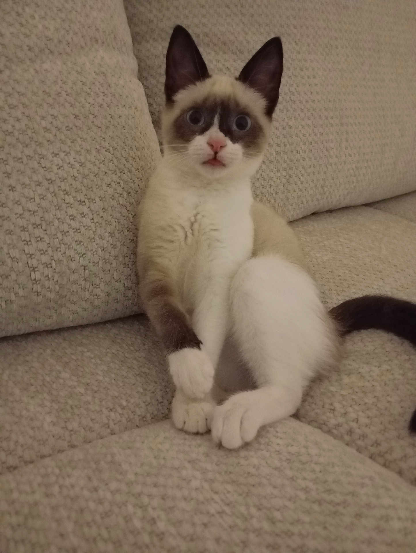 Sonmul a rejoint le concours — aidez-le/la à gagner de superbes lots ! cat, kitten, siamese, pet, animal, feline, couch, indoor, texture, beige, cute, wide_eyes, paw, tail, fur, sitting, looking, curious, playful, young