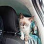 kitten, cat, blue_eyes, car_interior, car_seat, pet, animal, curious, small, fur, whiskers, head, ears, paws, vehicle, seat_back, indoor, young, mammal, cute