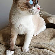 Sonmul a rejoint le concours — aidez-le/la à gagner de superbes lots ! animal, beige, blanket, blue_eyes, cat, close_up, cozy, curious, cute, domestic_cat, feline, fur, indoor, mammal, pet, portrait, side_view, sitting, soft_texture, whiskers