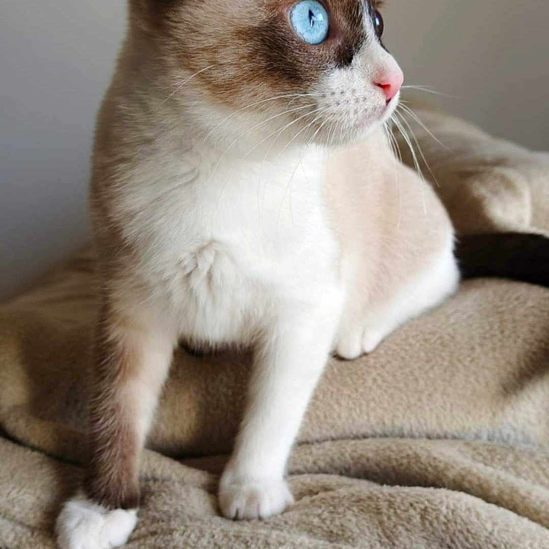 Sonmul a rejoint le concours — aidez-le/la à gagner de superbes lots ! animal, beige, blanket, blue_eyes, cat, close_up, cozy, curious, cute, domestic_cat, feline, fur, indoor, mammal, pet, portrait, side_view, sitting, soft_texture, whiskers