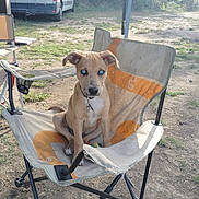 Aki participe au concours pour gagner de l'argent avec cette photo : puppy, dog, blue_eyes, camping_chair, outdoor, grass, dirt, van, nature, pet, animal, collar, summer, sunlight, leisure, resting, young_dog, seat, canine, curious