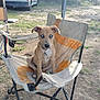 puppy, dog, blue_eyes, camping_chair, outdoor, grass, dirt, van, nature, pet, animal, collar, summer, sunlight, leisure, resting, young_dog, seat, canine, curious