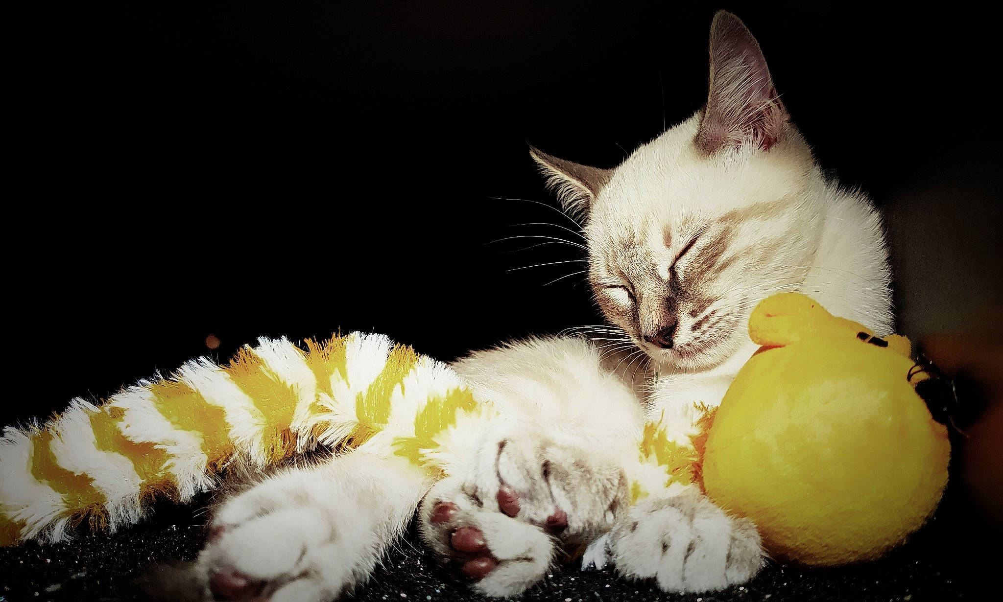 Talia a rejoint le concours — aidez-le/la à gagner de superbes lots ! carnivore, cat, cat_toy, child, claw, comfort, domestic_short_haired_cat, fawn, felidae, foot, fur, nap, paw, sleep, small_to_medium_sized_cats, snout, stuffed_toy, tail, toy, whiskers