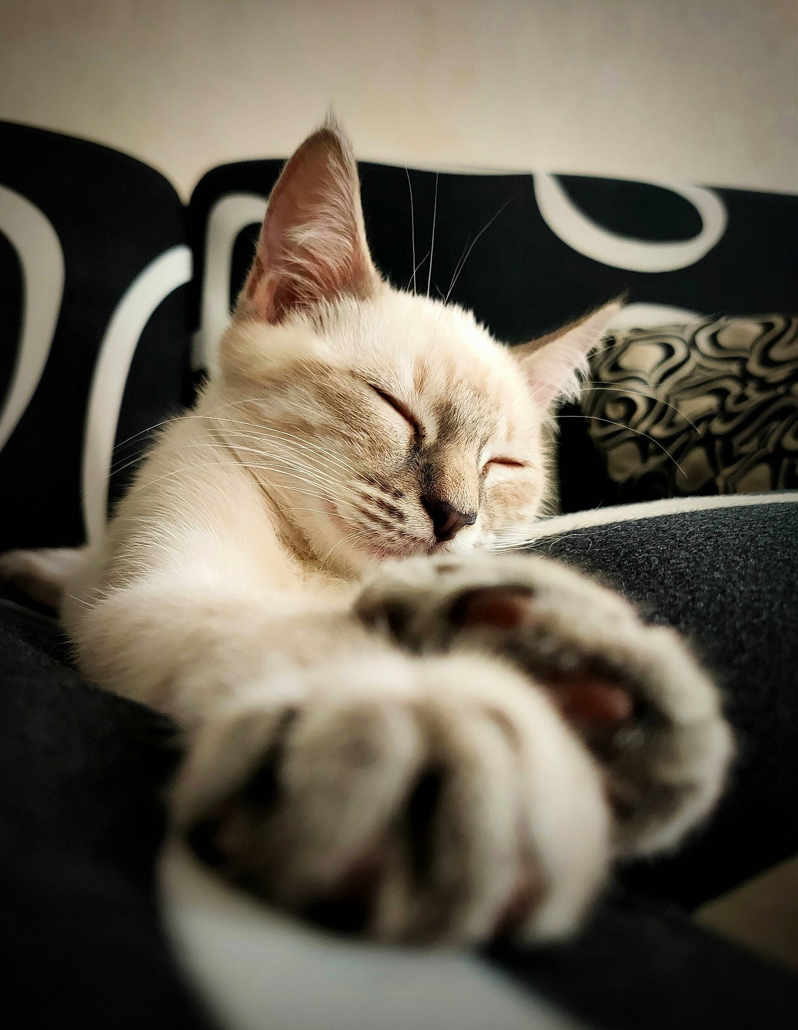 Talia participe au concours pour gagner de l'argent avec cette photo : bed, carnivore, cat, comfort, darkness, domestic_short_haired_cat, fawn, felidae, fur, grey, linens, monochrome, monochrome_photography, paw, sky, small_to_medium_sized_cats, snout, tail, textile, whiskers