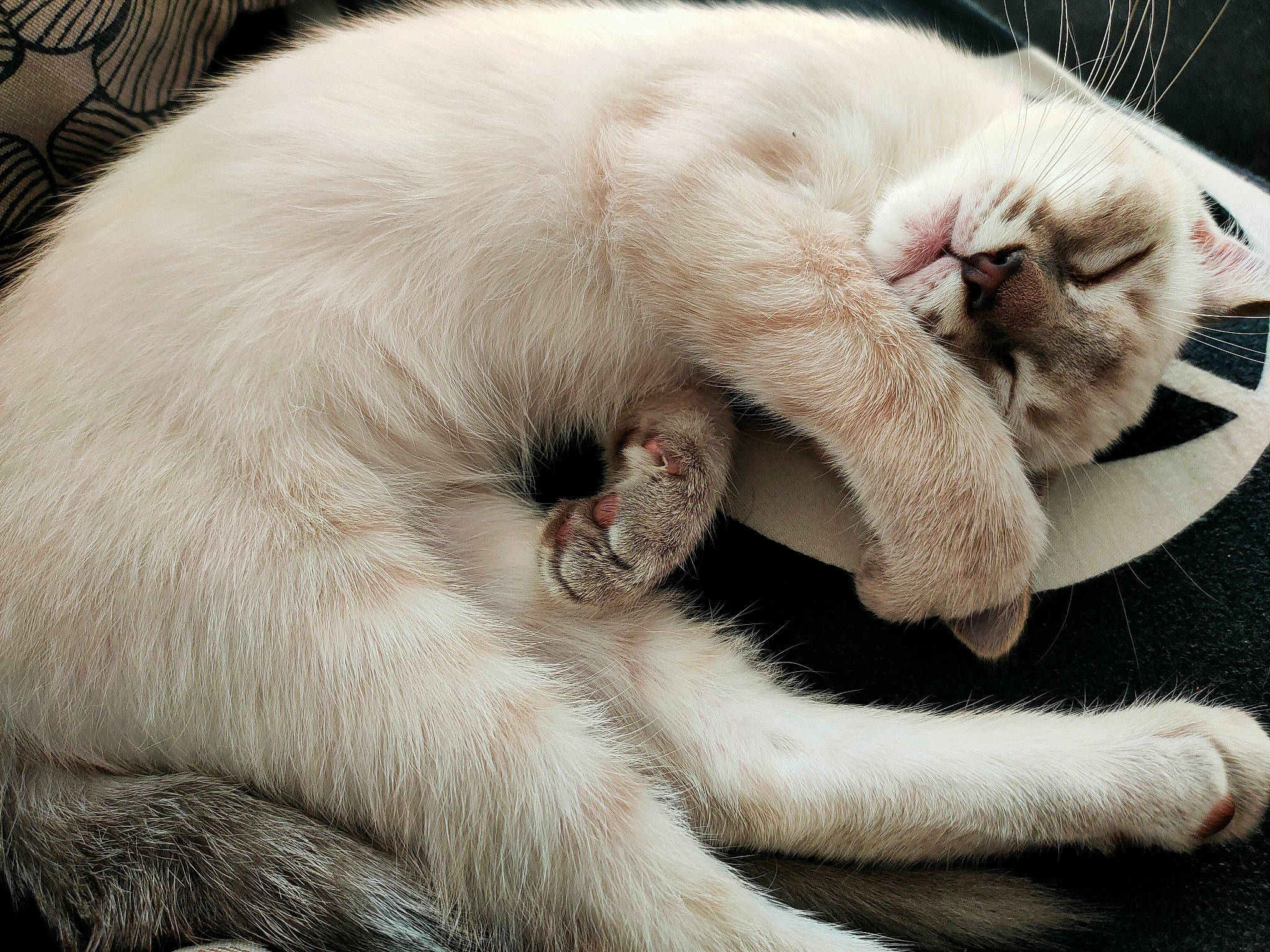 Talia participe au concours pour gagner de l'argent avec cette photo : carnivore, cat, cat_bed, cat_supply, claw, collar, comfort, domestic_short_haired_cat, fang, fawn, felidae, fur, nap, paw, sleep, small_to_medium_sized_cats, snout, tail, terrestrial_animal, whiskers